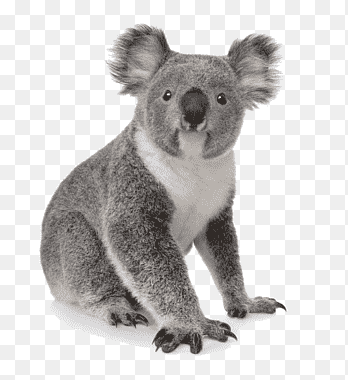 Koala Animal PNG